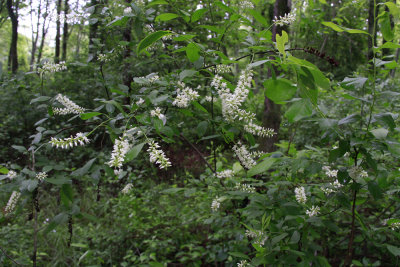 Itea virginica- Virginia Sweetspire