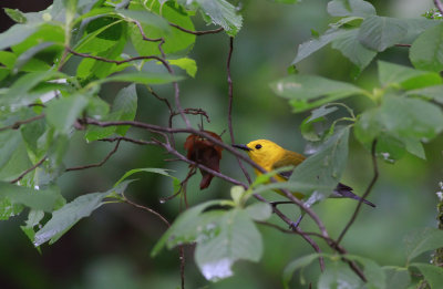 Prothonotary Warbler