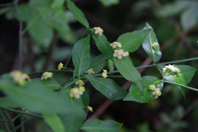 Euonymus americanus- Strawberry Bush (Hearts-a-bustin)