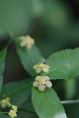 Euonymus americanus- Strawberry Bush (Hearts-a-bustin)