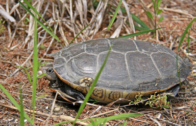 Diamondback Terrapin