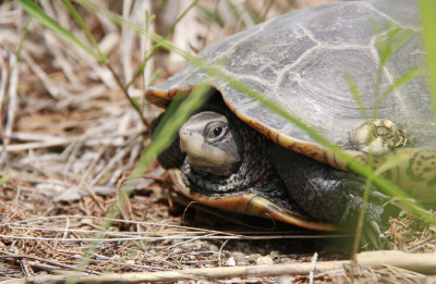 Diamondback Terrapin