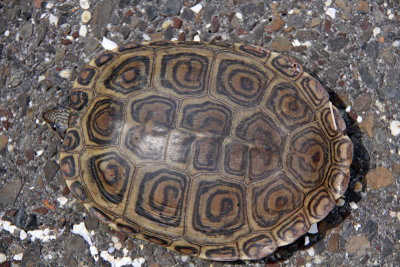 Diamondback Terrapin