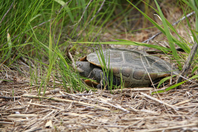 Diamondback Terrapin