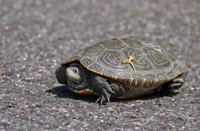 Diamondback Terrapin