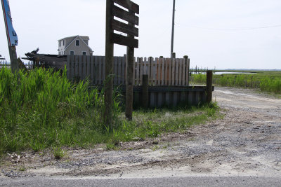 Diamondback Terrapin nesting