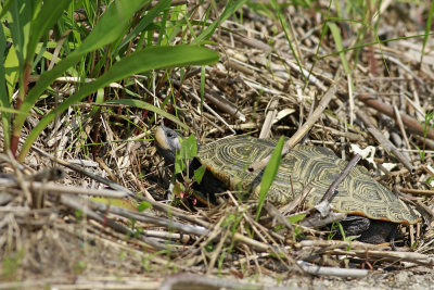 Diamondback Terrapin 