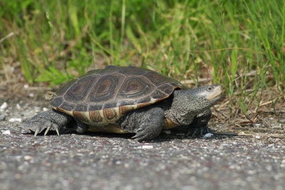 Diamondback Terrapin 