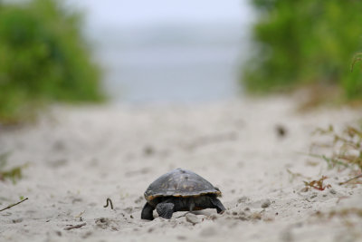 Diamondback Terrapin 