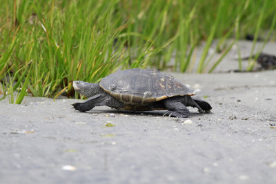 Diamondback Terrapin 