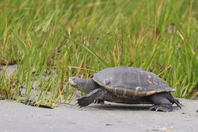 Diamondback Terrapin 