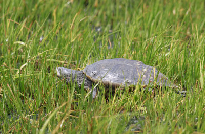 Diamondback Terrapin 