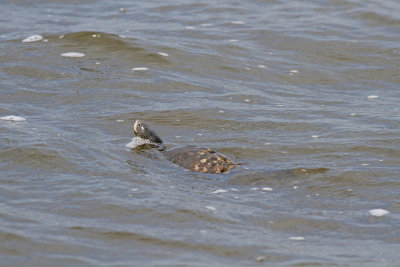 Diamondback Terrapin 