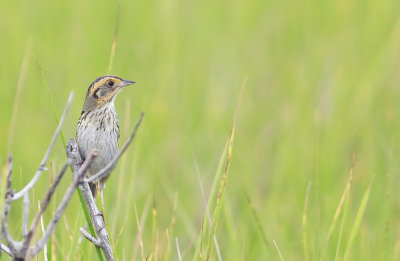 Salt Marsh Sharp-tailed Sparrow