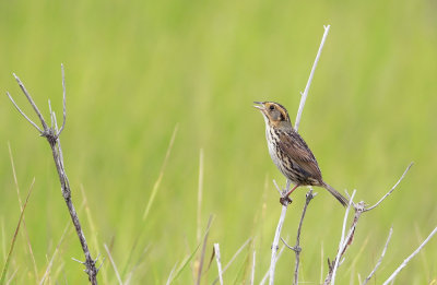 Salt Marsh Sharp-tailed Sparrow