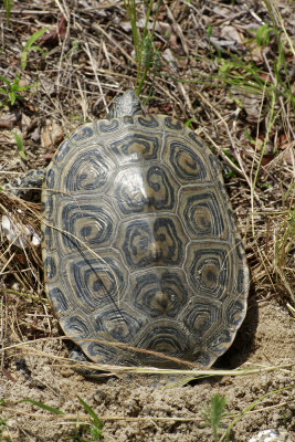 Diamondback Terrapin 