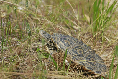 Diamondback Terrapin 