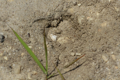 Diamondback Terrapin egg