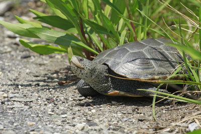 Diamondback Terrapin 