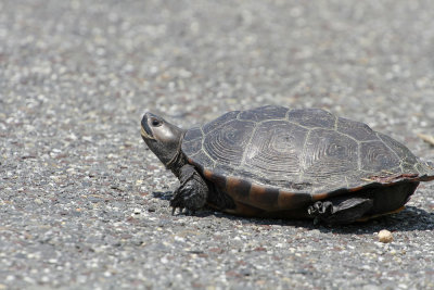 Diamondback Terrapin 