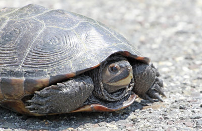 Diamondback Terrapin 