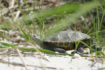 Diamondback Terrapin 