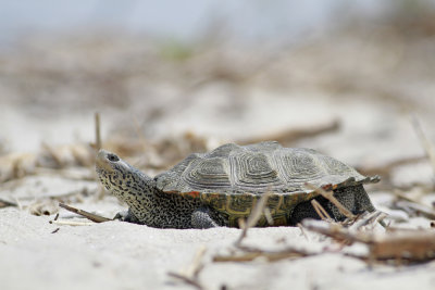 Diamondback Terrapin 