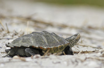 Diamondback Terrapin 