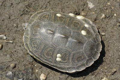 Diamondback Terrapin 