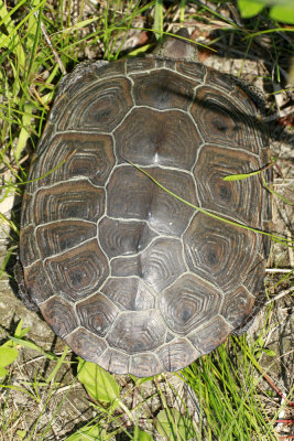 Diamondback Terrapin 