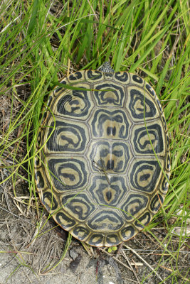 Diamondback Terrapin 
