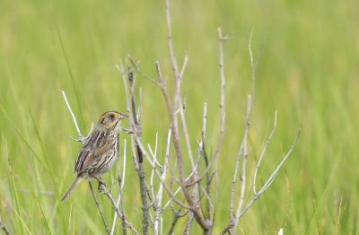 Salt Marsh Sharp-tailed Sparrow