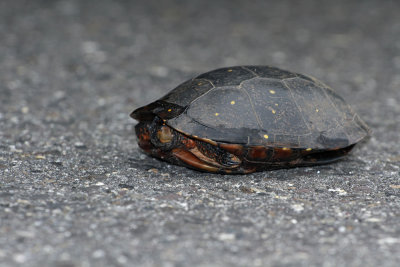 Spotted Turtle