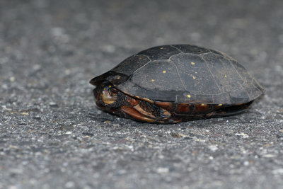 Spotted Turtle