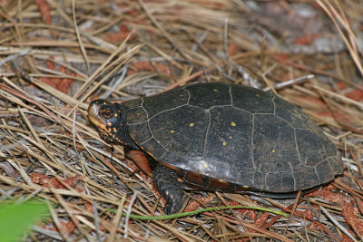 Spotted Turtle