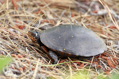 Spotted Turtle