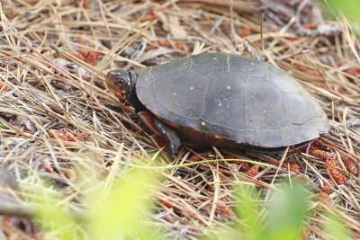 Spotted Turtle