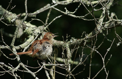 Brown Thrasher on a hot day