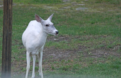 White White-tailed Deer