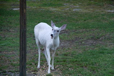 White White-tailed Deer