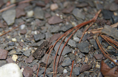 Young Fowler's Toad