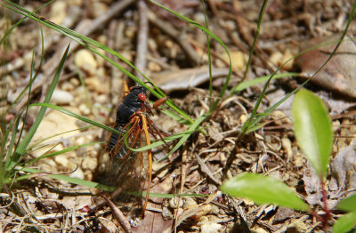 Magicicada septendecim-17 year Cicada