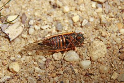 Magicicada septendecim-17 year Cicada (dead female)