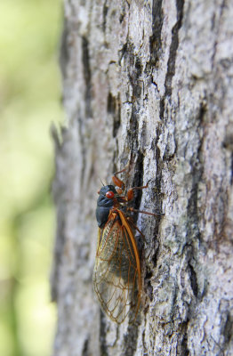 Magicicada septendecim-17 year Cicada