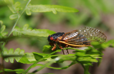 Magicicada septendecim-17 year Cicada