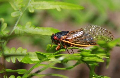 Magicicada septendecim-17 year Cicada