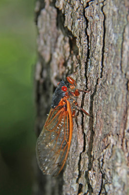 Magicicada septendecim-17 year Cicada