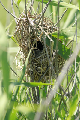 Marsh Wren Nest