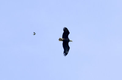 Eastern Kingbird chasing Bald Eagle
