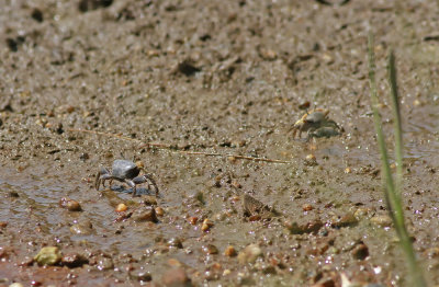 Fiddler Crab